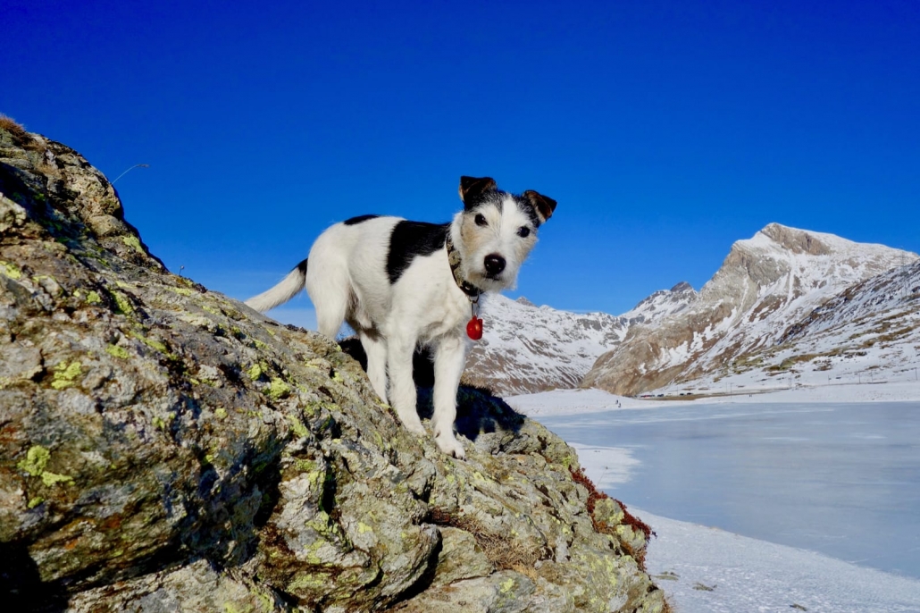 Skip - mein Jack Russel Terrier | Magazin Zürich | Urs Blöchliger