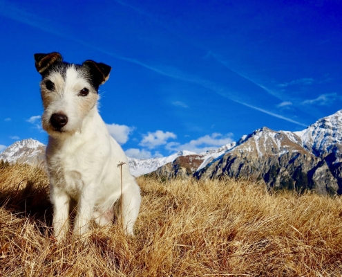 Skip - mein Jack Russel Terrier | Magazin Zürich | Urs Blöchliger